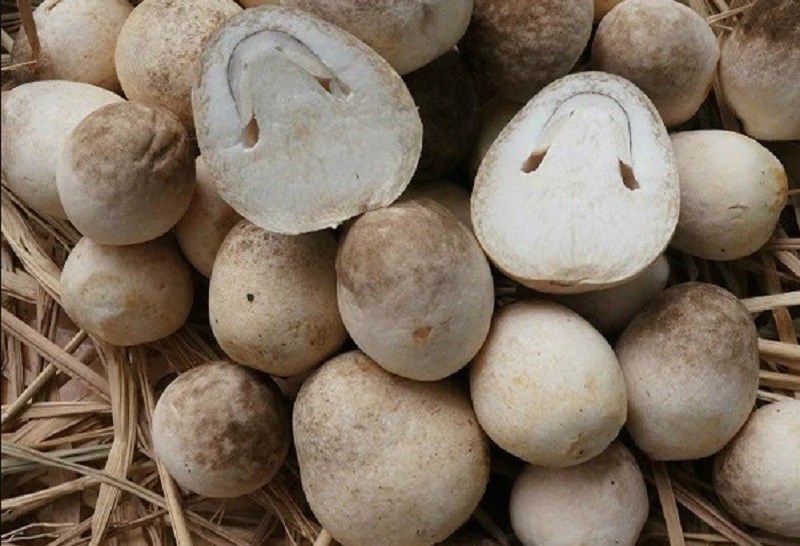 Mẹo bảo quản nấm rơm