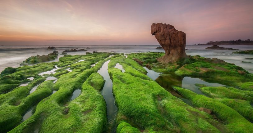 bãi rêu Cổ Thạch