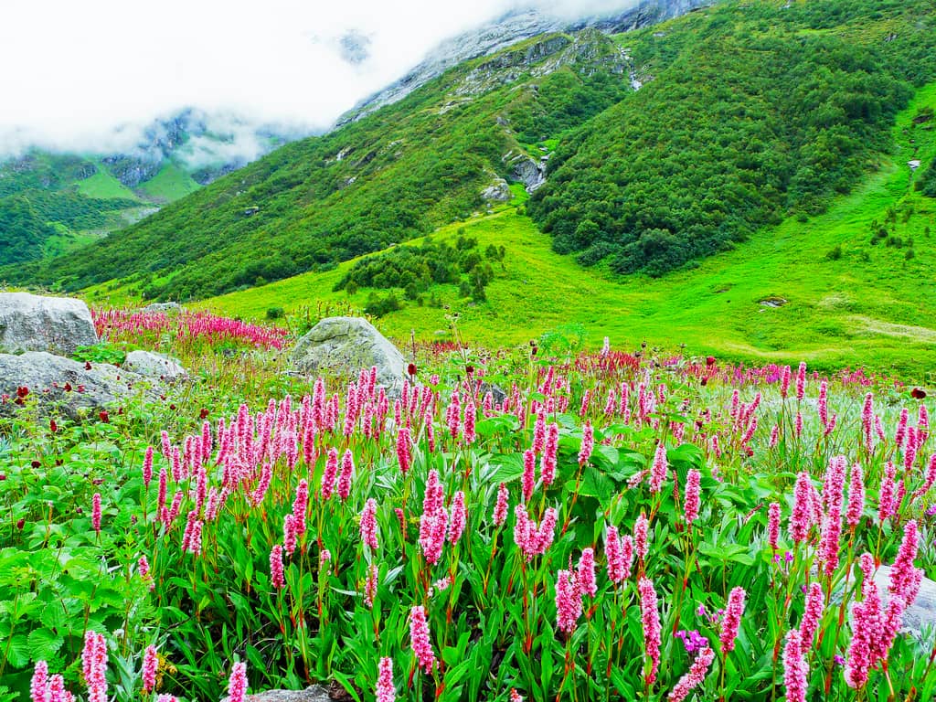 Thung lũng hoa Uttarakhand